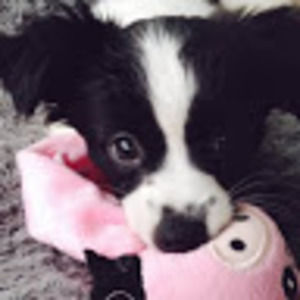 Meet your Posher, Annie